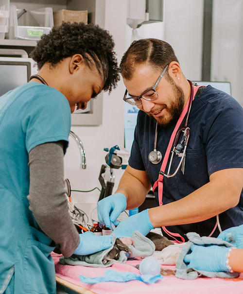dog exam at Inland Valley Veterinary Specialists & Emergency Center