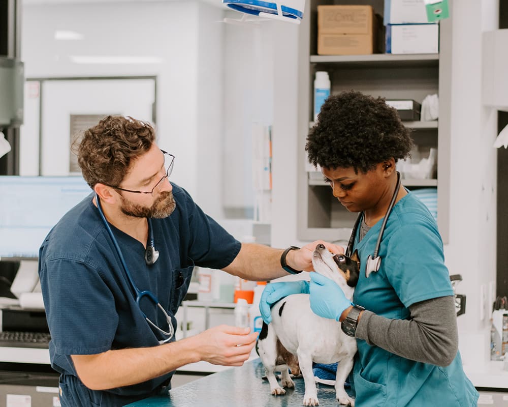 vet at Inland Valley Veterinary Specialists & Emergency Center