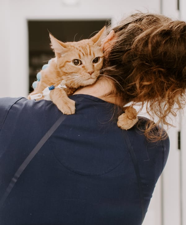 Inland valley emergency pet sales hospital