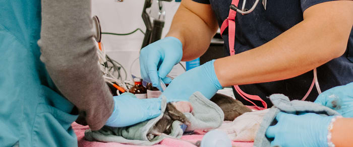 Inland Valley Veterinary Specialists & Emergency Center